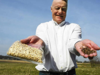 Artikel om Engdigegaard sorthavregryn i Lolland Falsters Folketidende