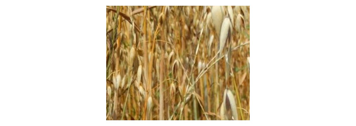 Alt om sorthavregryn  nring, smag og anvendelse