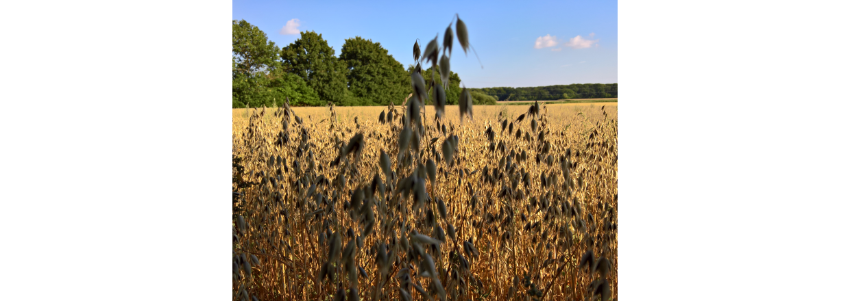 Er sorthavre glutenfri?